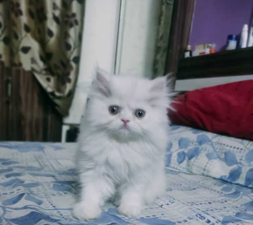 Mr n Mrs Pet