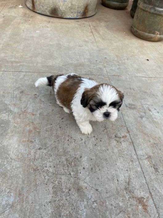Shih Tzu For Sale In Jaipur