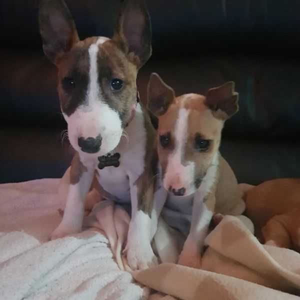 Bull Terrier Puppies For Sale In India At Best Prices | Mr N Mrs Pet