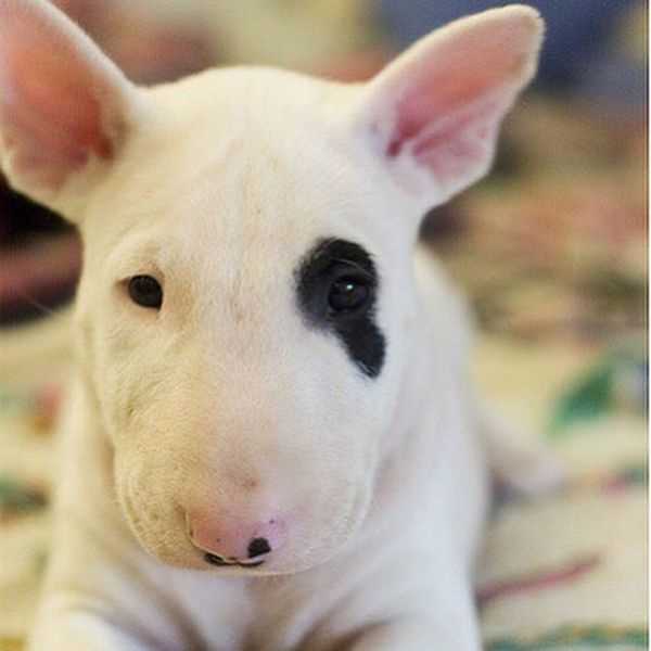 Bull Terrier Puppies For Sale In India At Best Prices | Mr N Mrs Pet