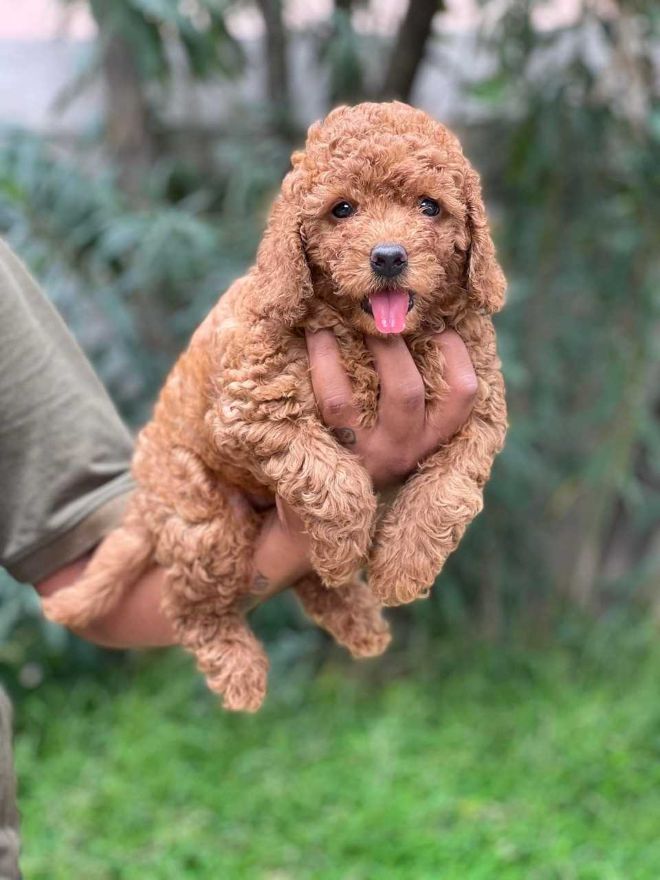 Poodle For Sale In Ahmedabad