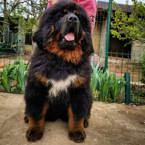 Tibetan mastiff baby price hot sale