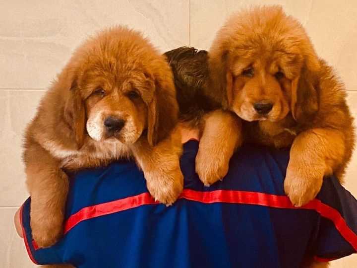 Tibetan mastiff baby price hot sale