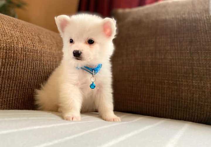 American Eskimo Puppies For In