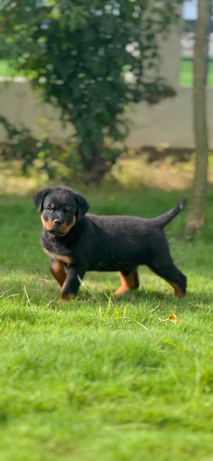 Rottweiler Puppies for sale in Ahmedabad | Rottweiler Price in Ahmedabad