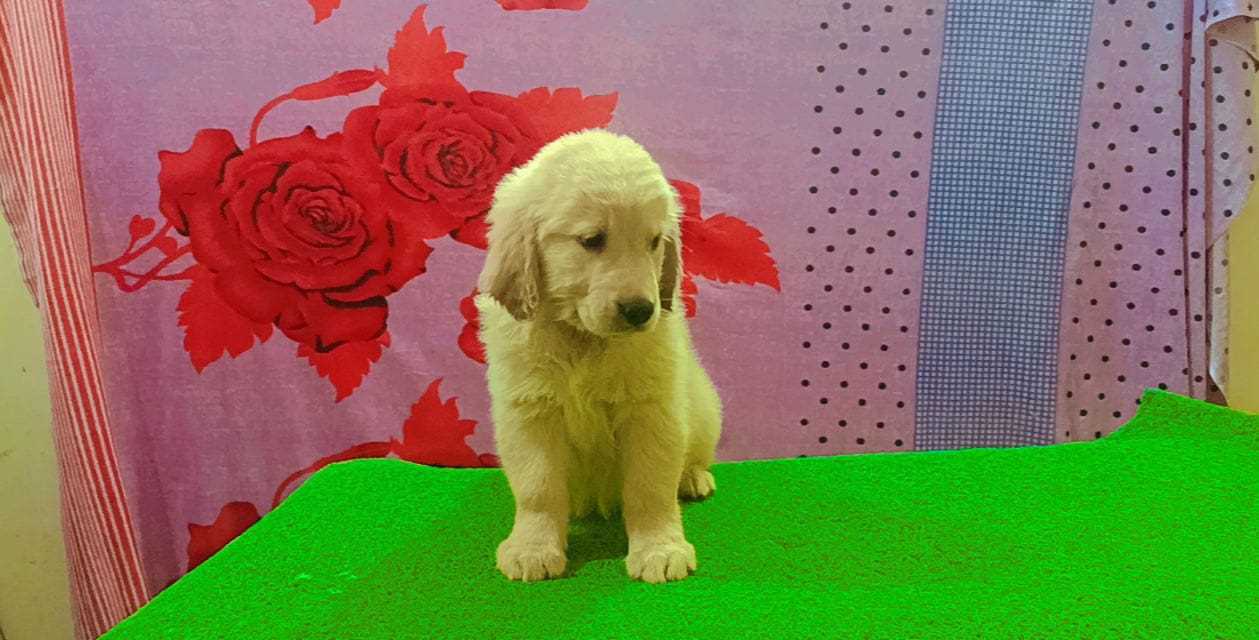 Golden Retriever For Sale In Kullu