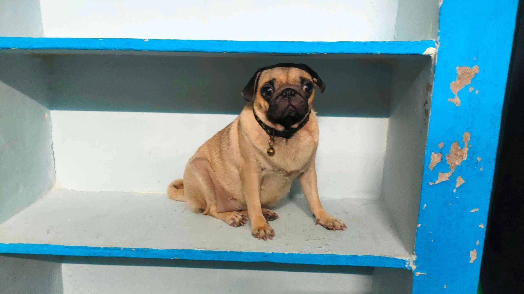 Pug Dogs For Mating In Chennai