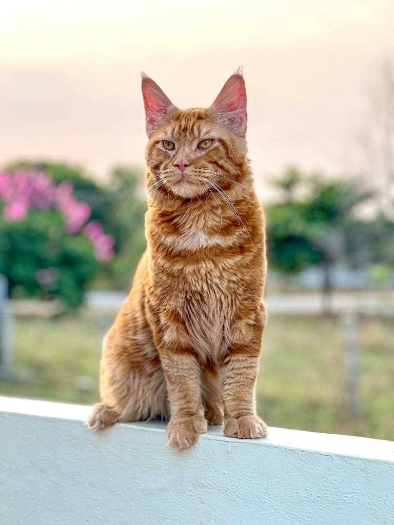 Maine Coon For Sale In Bangalore