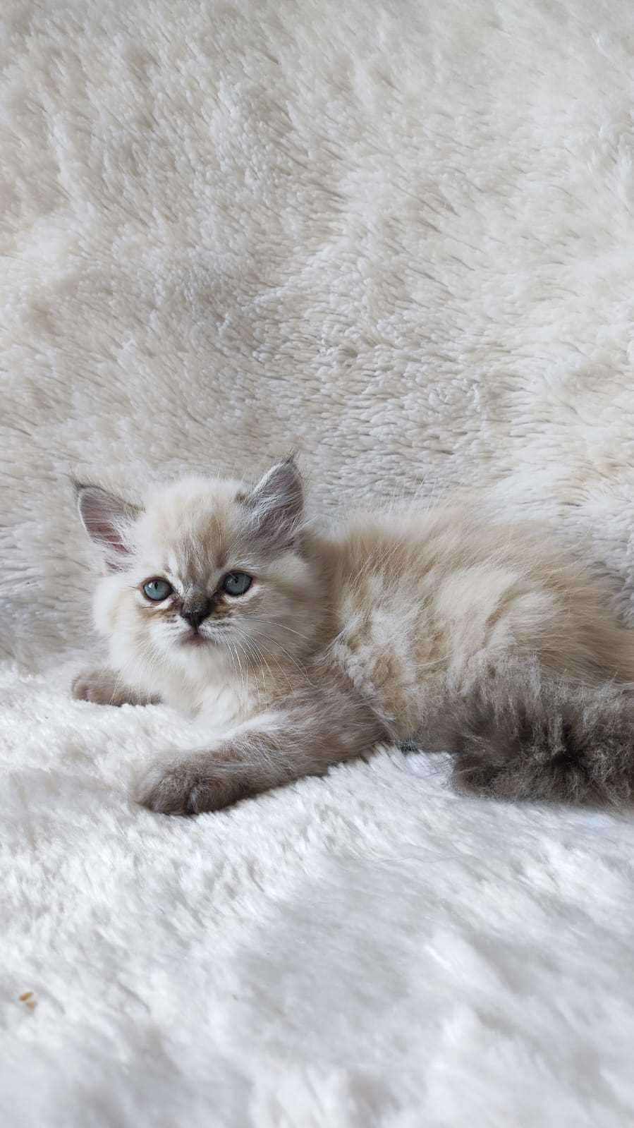 Ragdoll For Sale In Thrissur