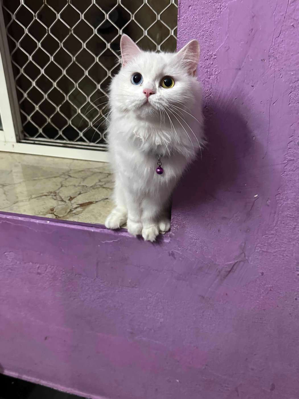 Persian Dogs For  Mating In Hyderabad