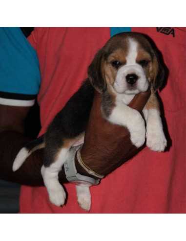 Beagle For Sale In Bangalore