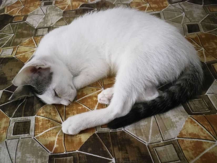 Indian Breed For Adoption In Patna