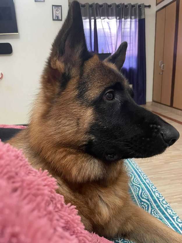 German Shepherd Dogs For Mating In Faizabad
