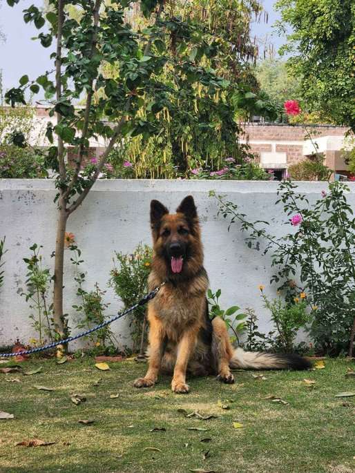German Shepherd Dogs For Mating In Gurgaon