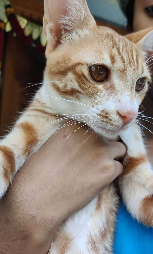 Indian Breed For Adoption In Bangalore