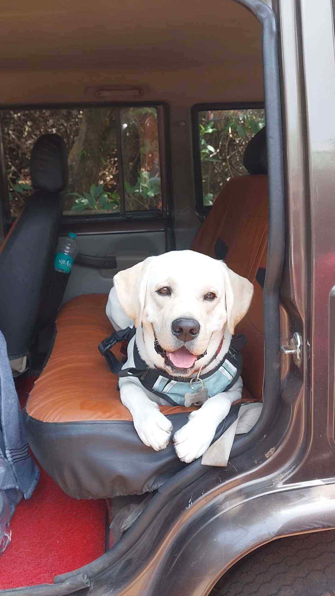 Labrador Retriever Dogs For Mating In Pune