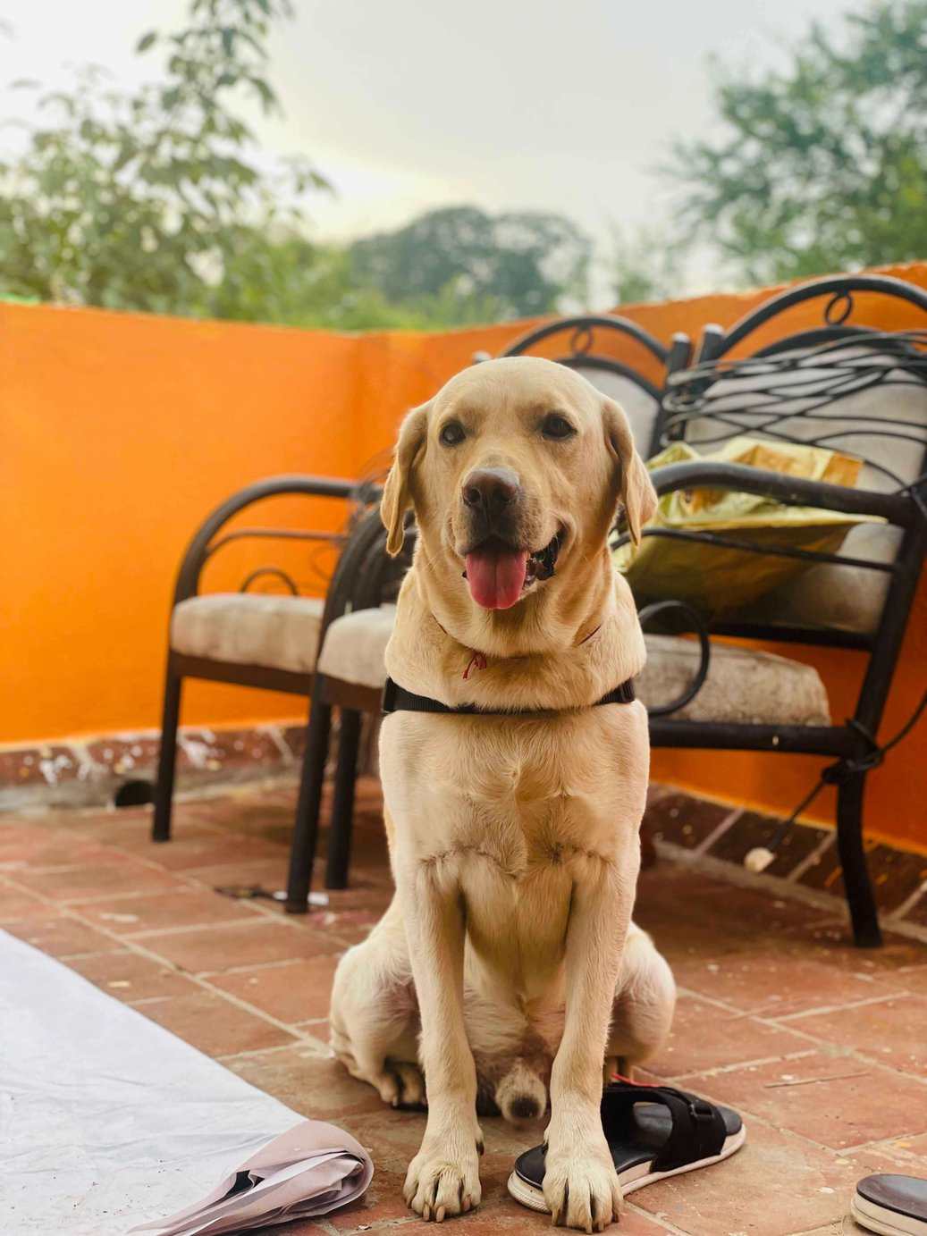 Labrador Retriever Dogs For Mating In Chennai