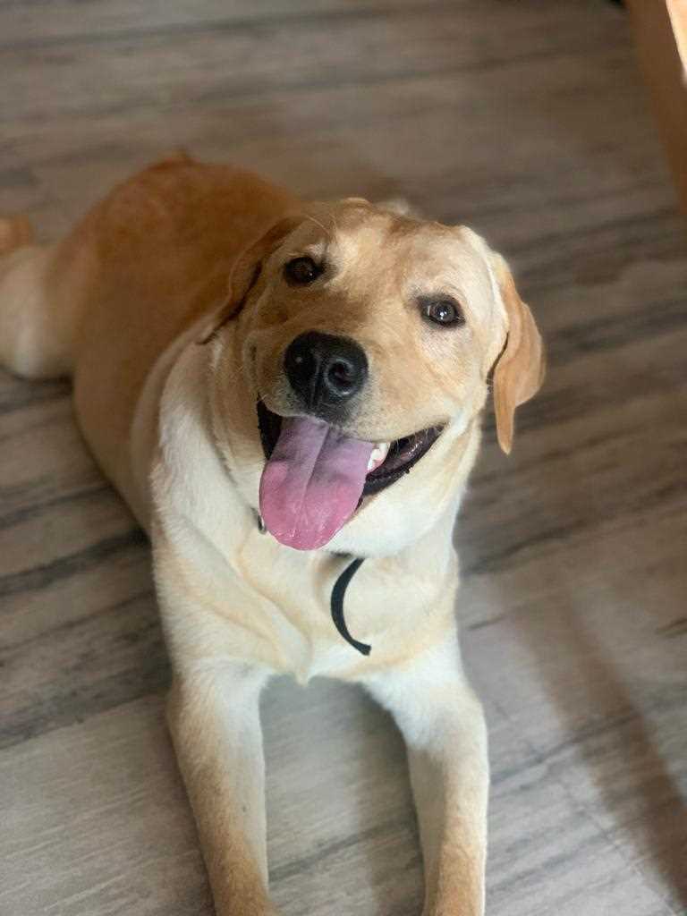 Labrador Retriever Dogs For Mating In Bhopal