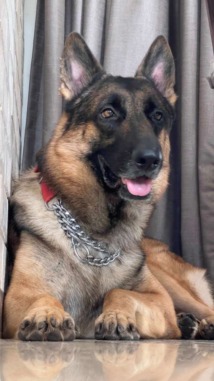 German Shepherd Dogs For Mating In Mumbai