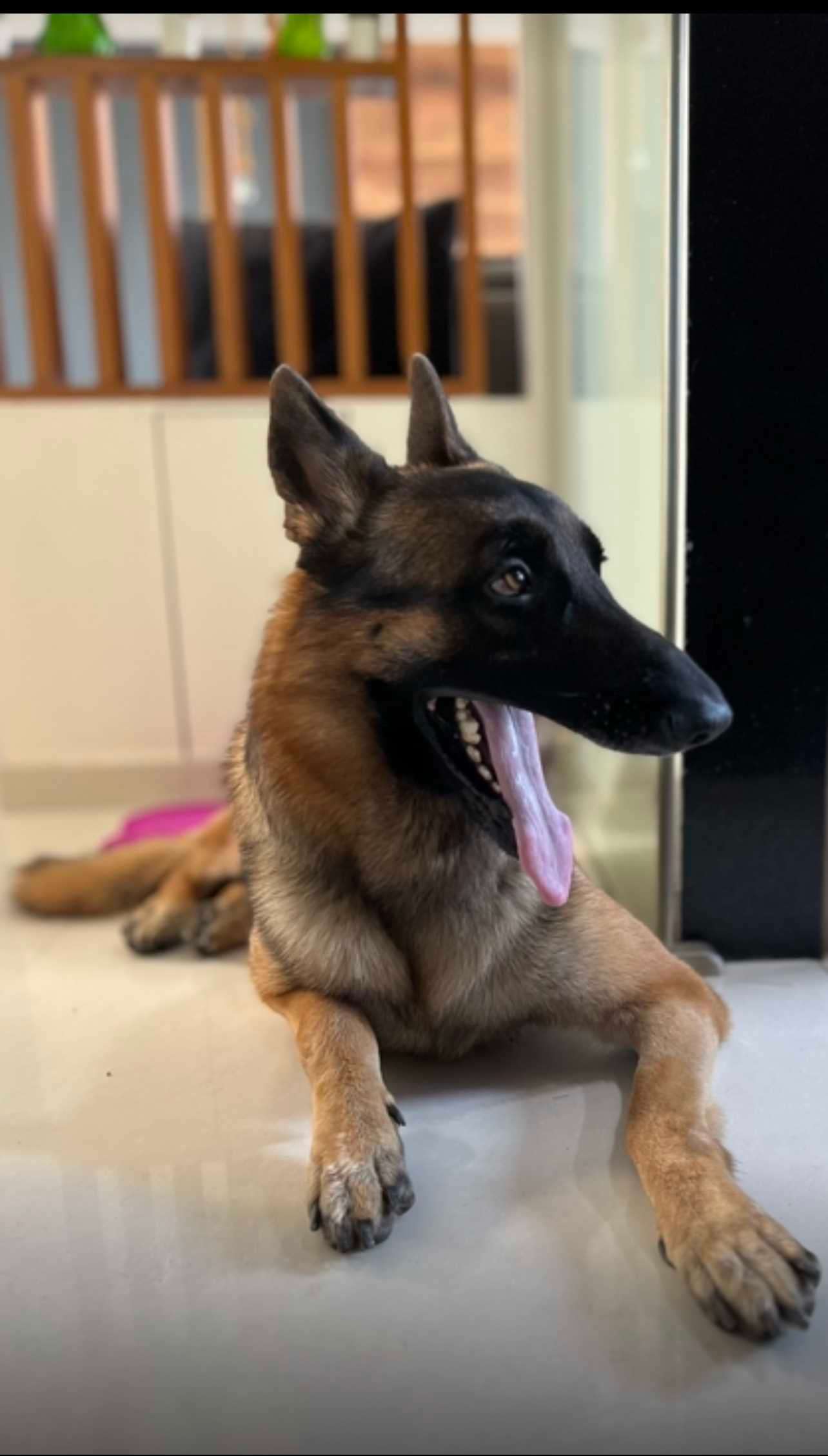 German Shepherd Dogs For Mating In Mumbai