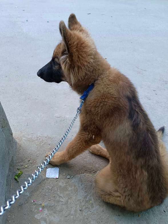 German Shepherd For Adoption In Hyderabad