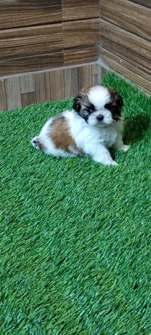 Shih Tzu For Sale In Delhi