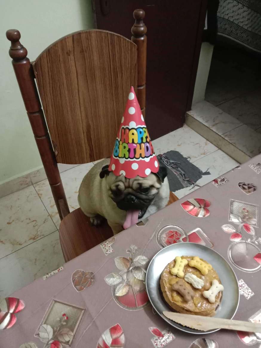 Pug Dogs For Mating In Chennai