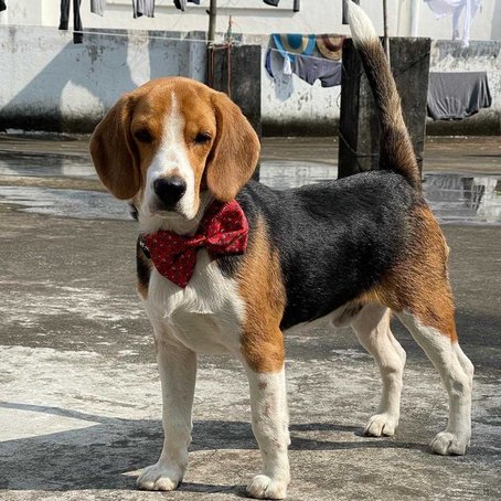 Beagle Dogs For Mating In Visakhapatnam