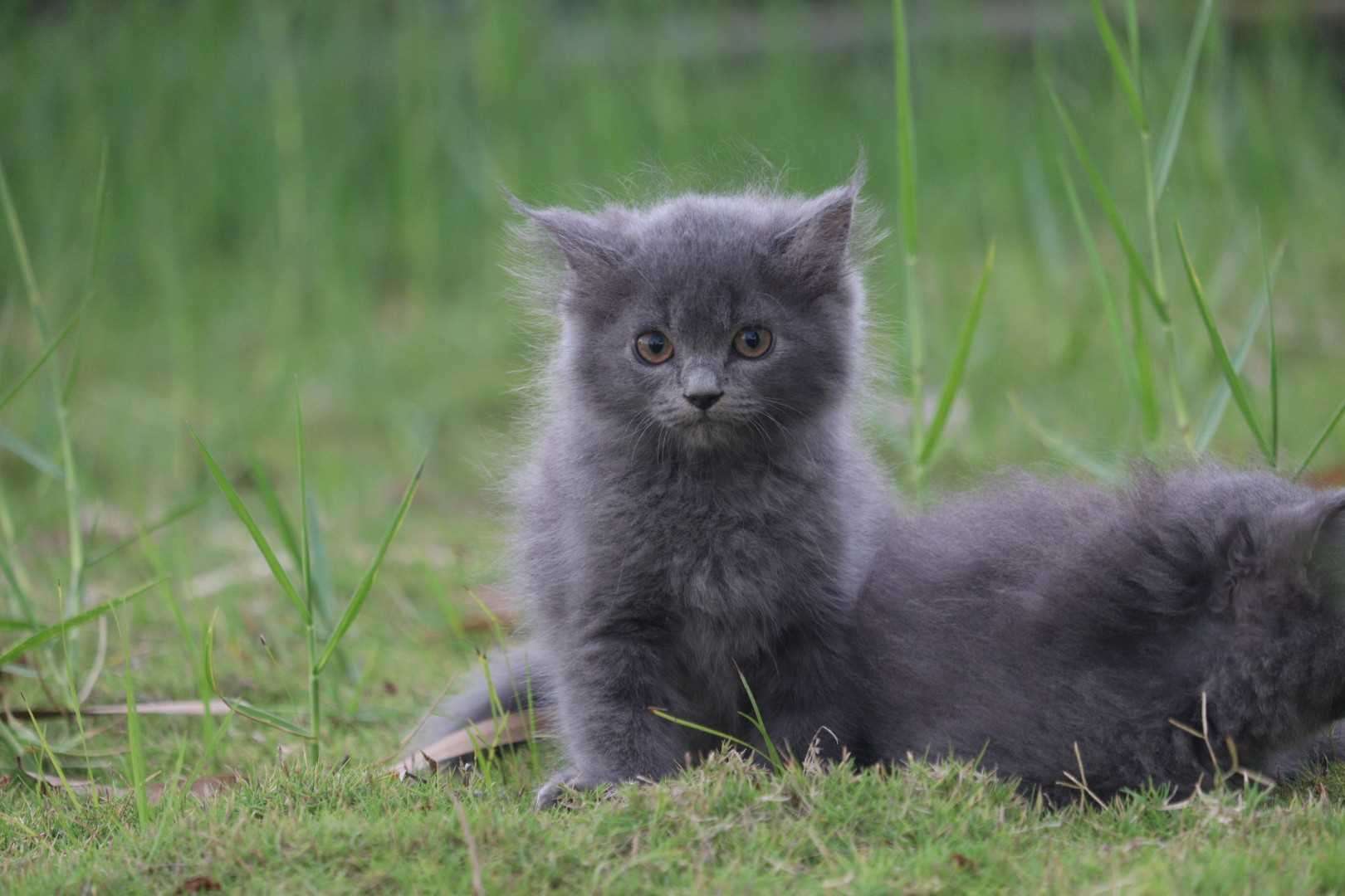 Persian For Sale In Pune