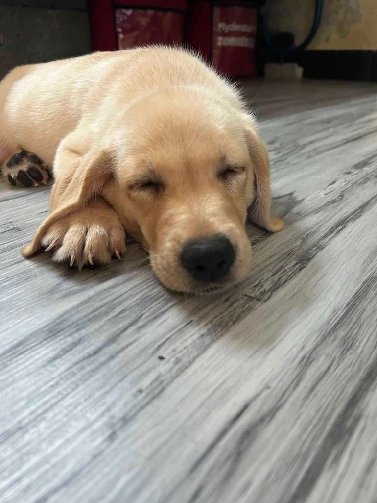 Labrador Retriever For Sale In Hyderabad