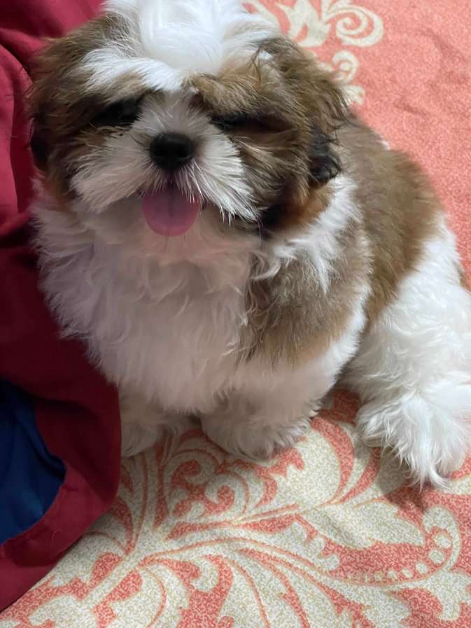 Shih Tzu For Sale In Hyderabad