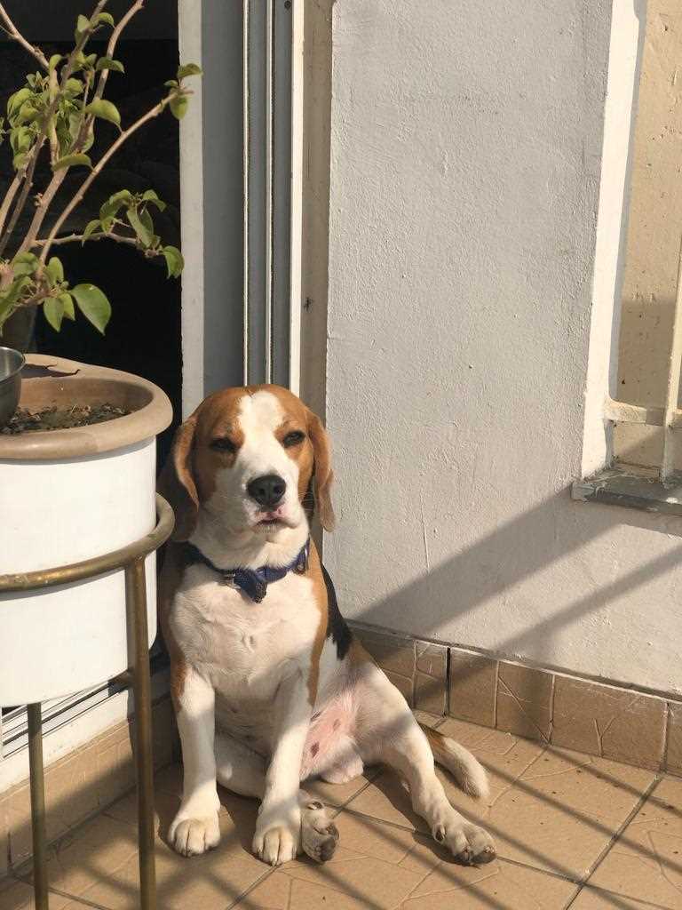 Beagle Dogs For Mating In Gurgaon