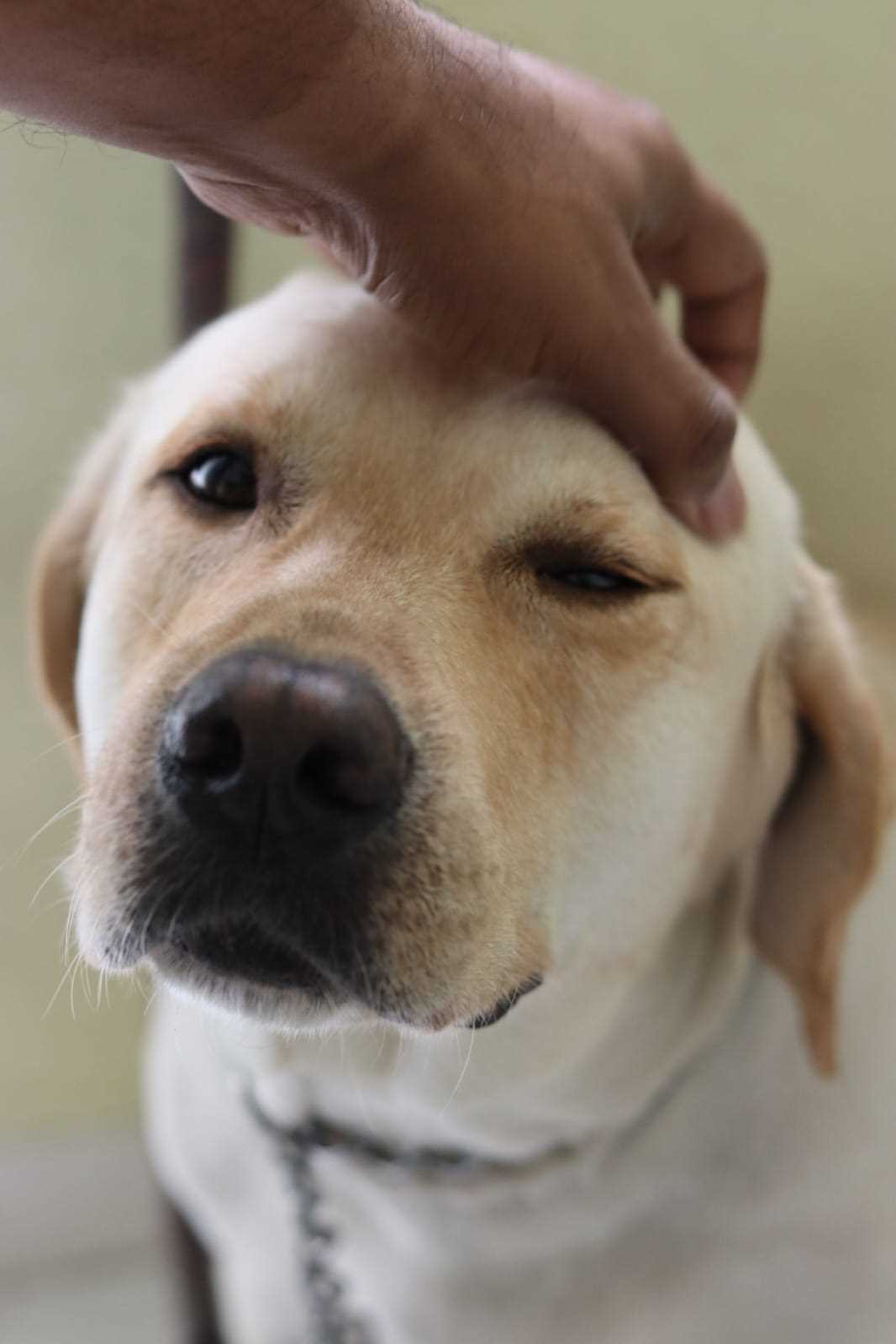 Labrador Retriever Dogs For Mating In Bangalore