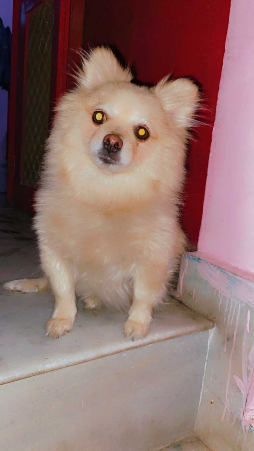 Toy Pom Dogs For Mating In Jodhpur
