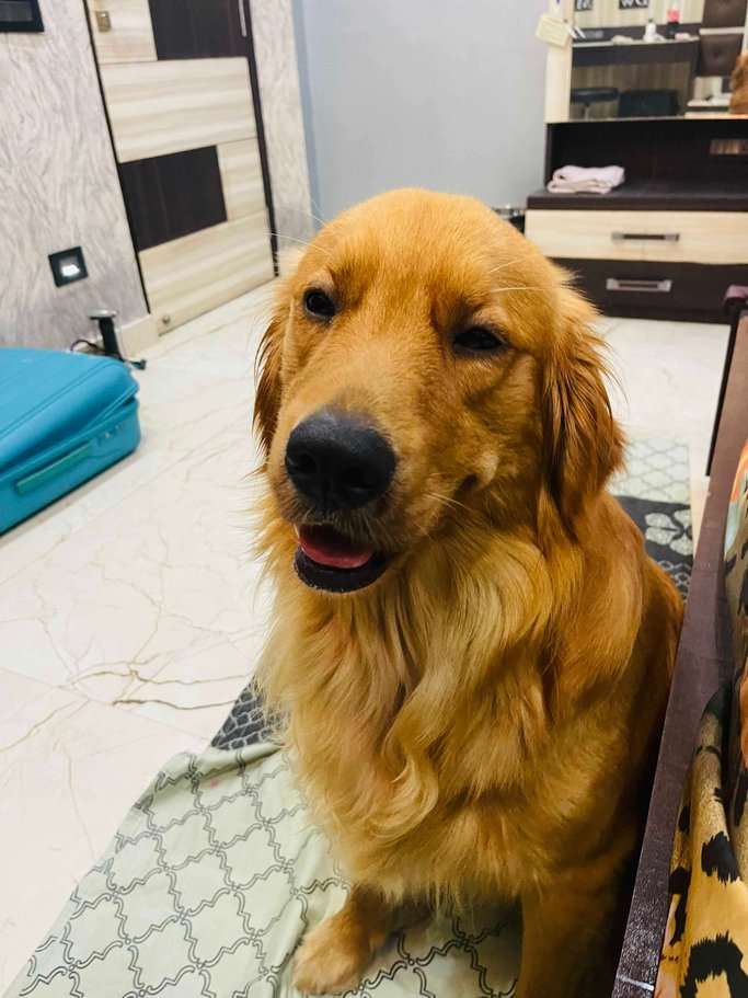 Golden Retriever Dogs For Mating In Guwahati
