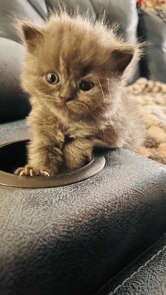 Persian For Sale In Bangalore