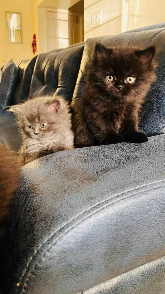 Persian For Sale In Bangalore