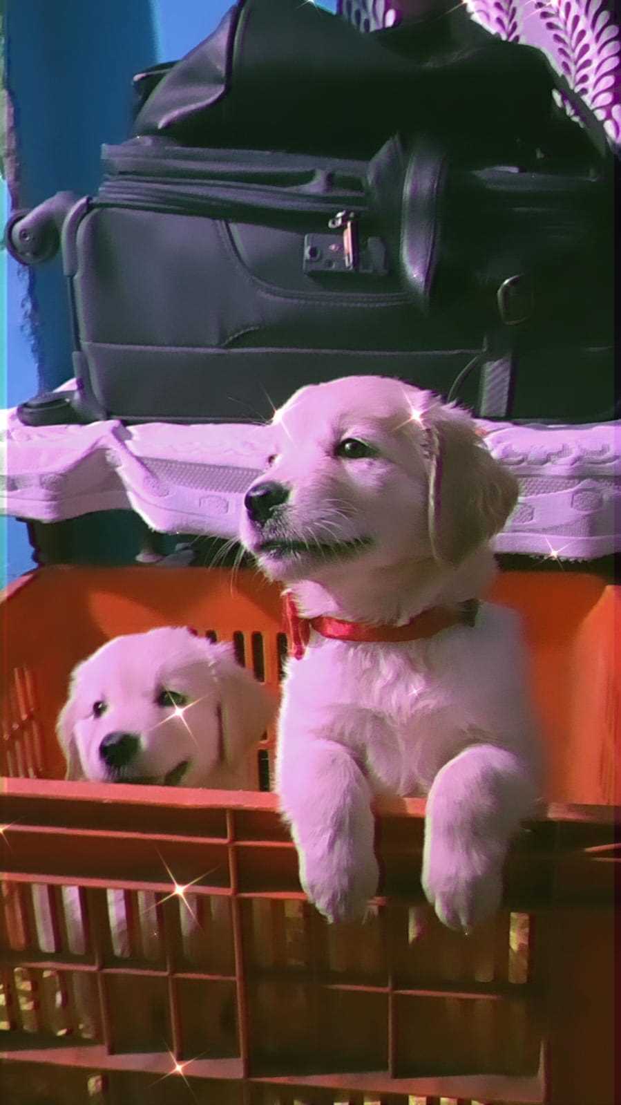 Golden Retriever For Sale In Bangalore
