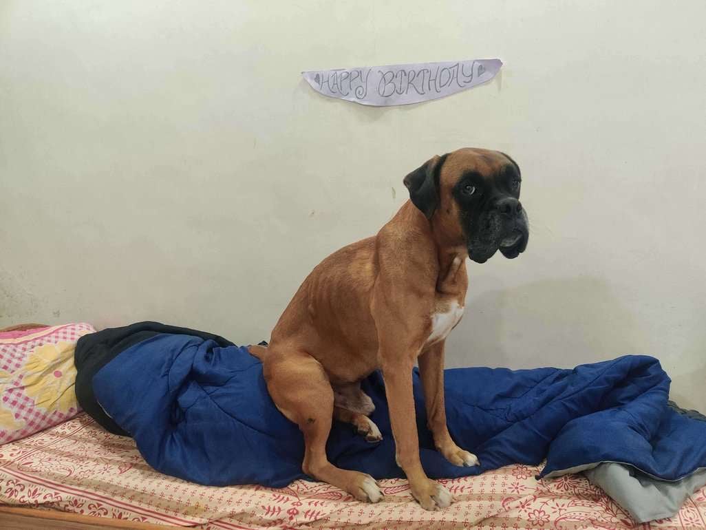 Boxer For Adoption In Pune