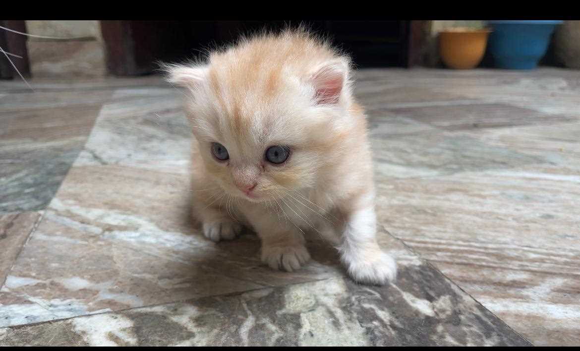 Persian For Sale In Muzaffarnagar