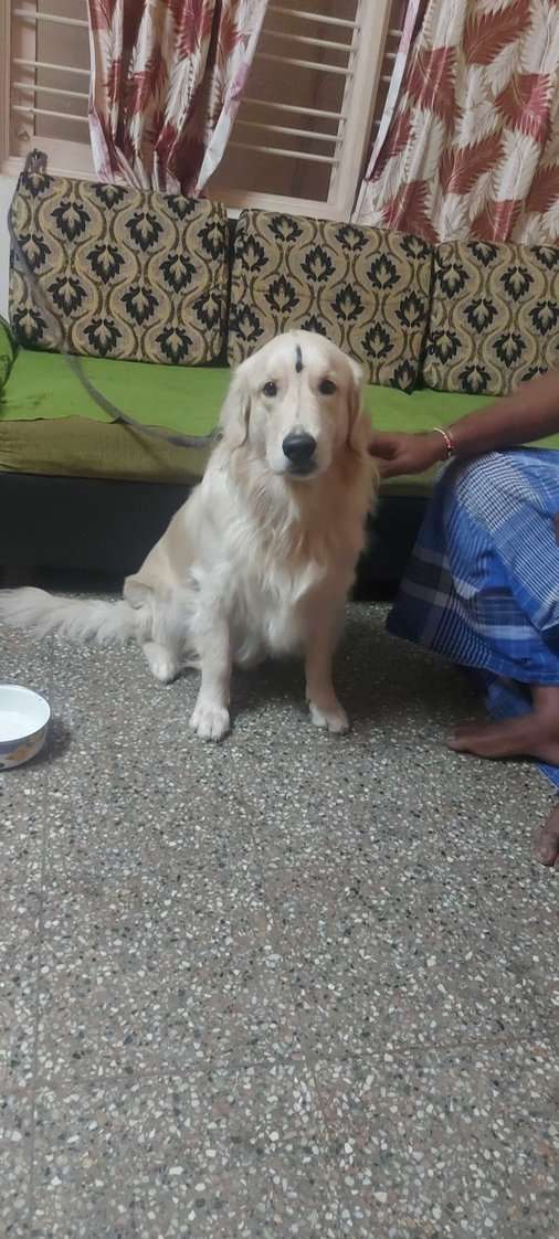Golden Retriever Dogs For Mating In Bangalore