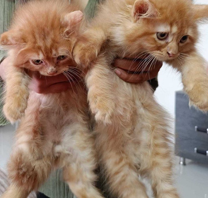 Persian For Sale In Lucknow