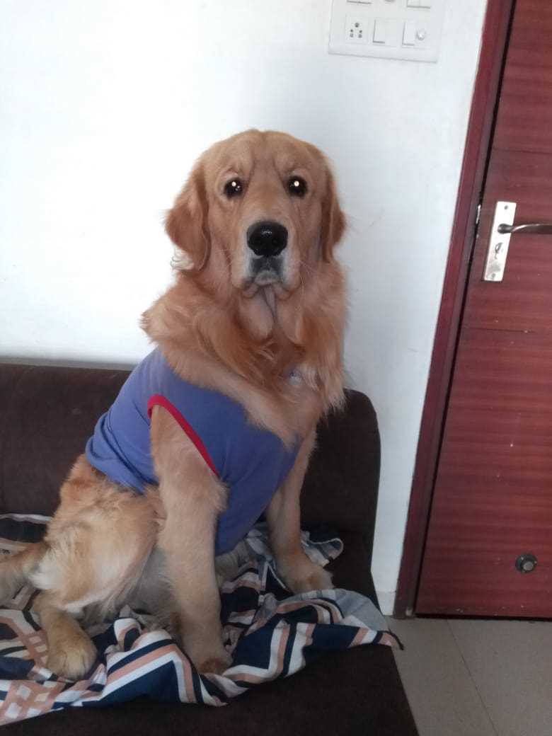 Golden Retriever Dogs For Mating In Indore