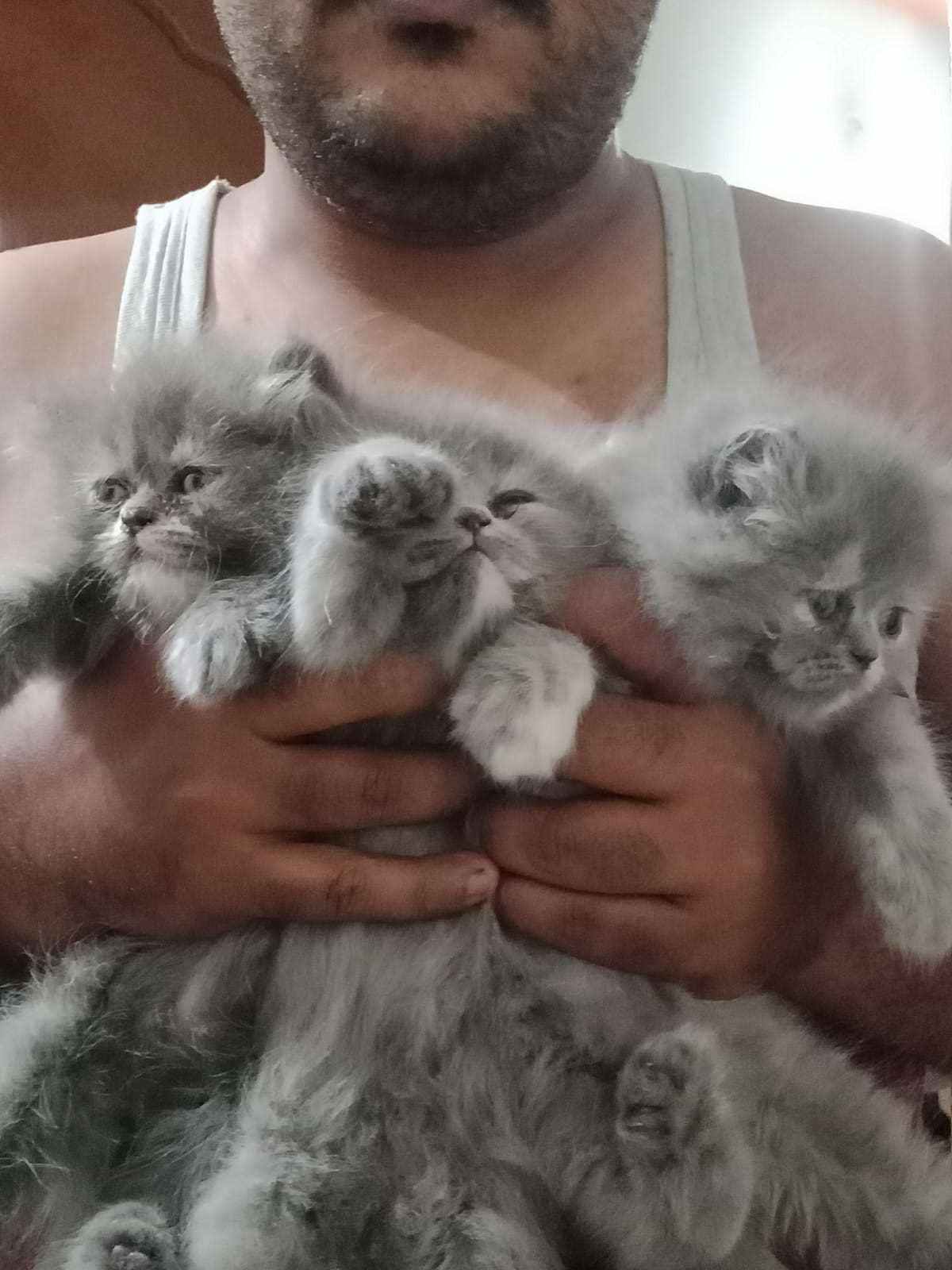 Persian For Sale In Bangalore