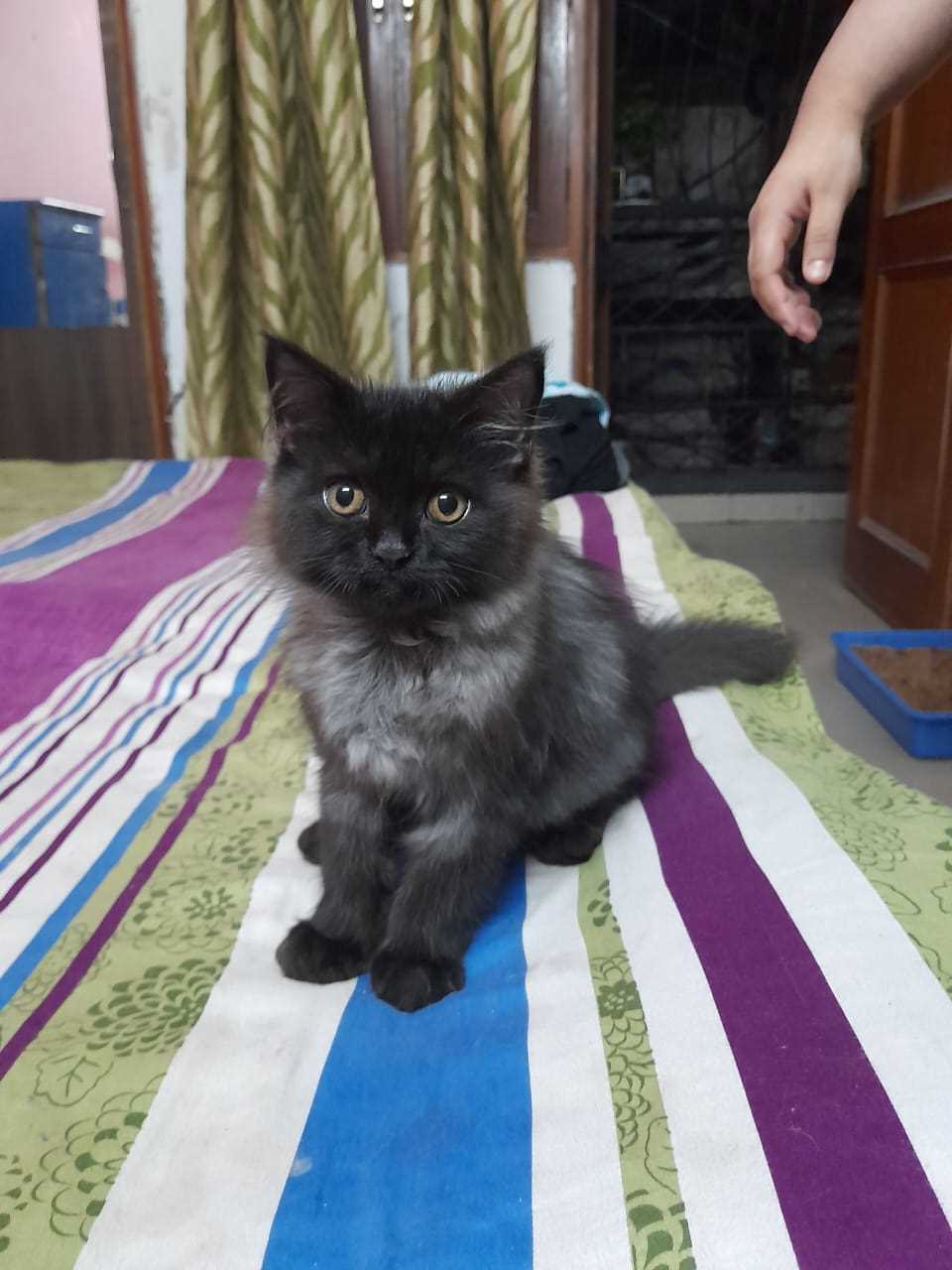 Persian For Sale In Delhi