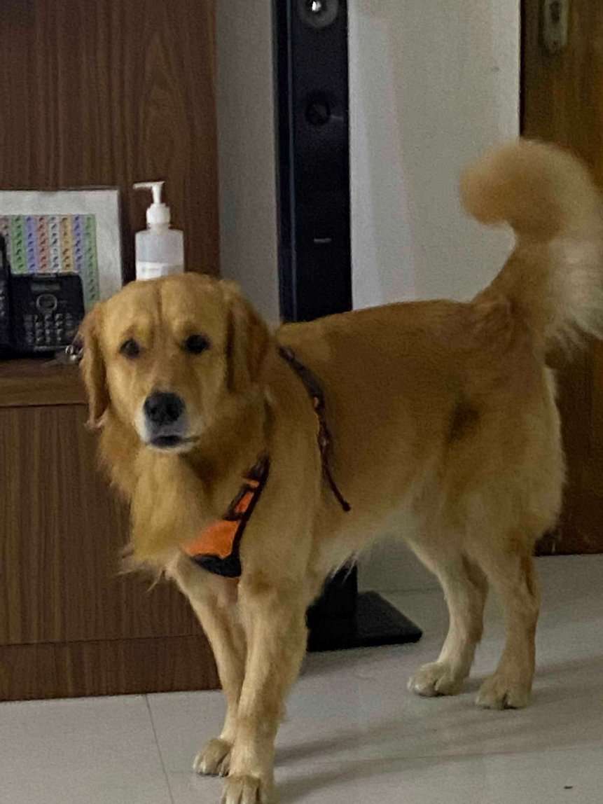 Golden Retriever Dogs For Mating In Chennai