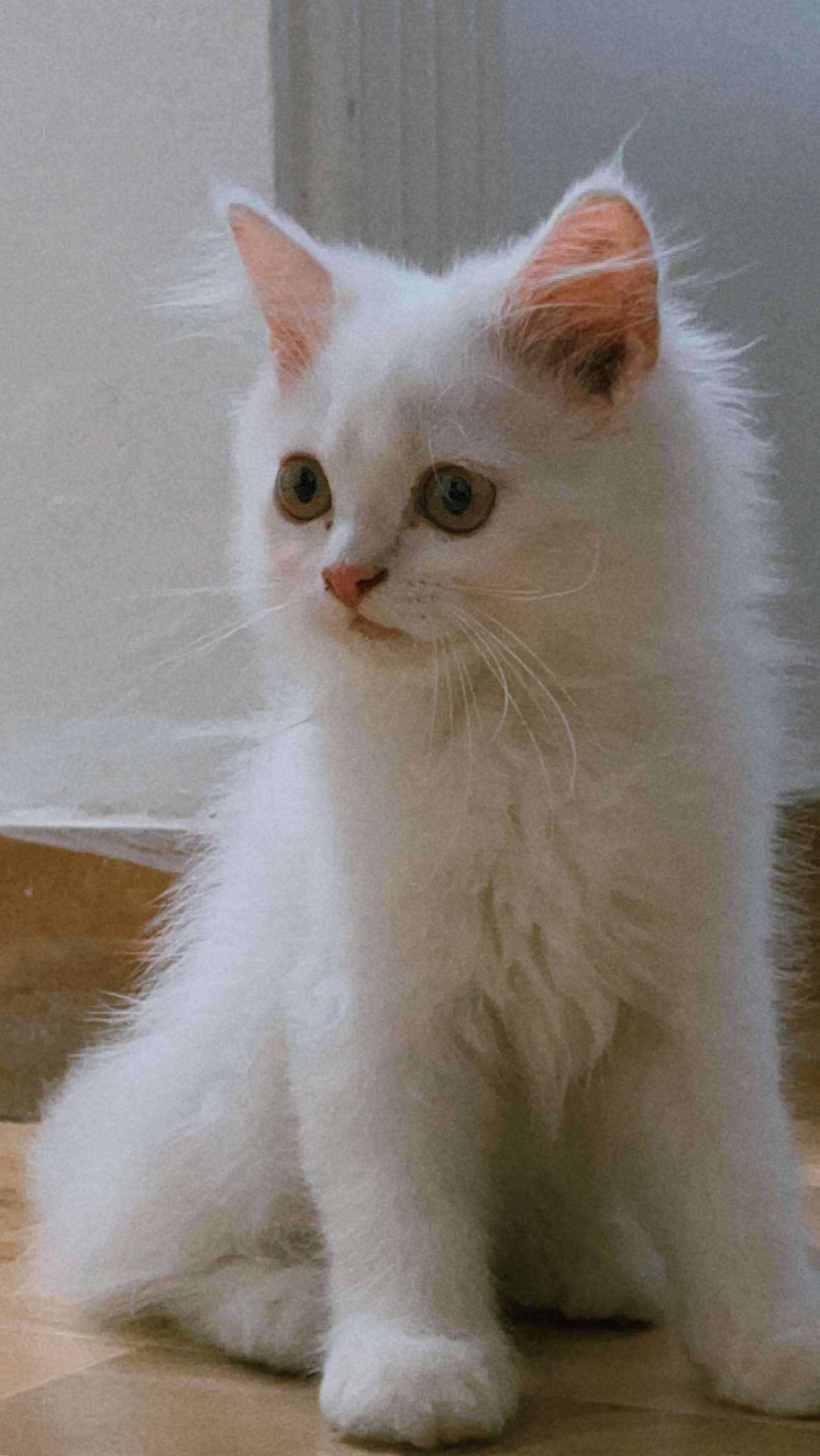 Persian For Sale In Delhi