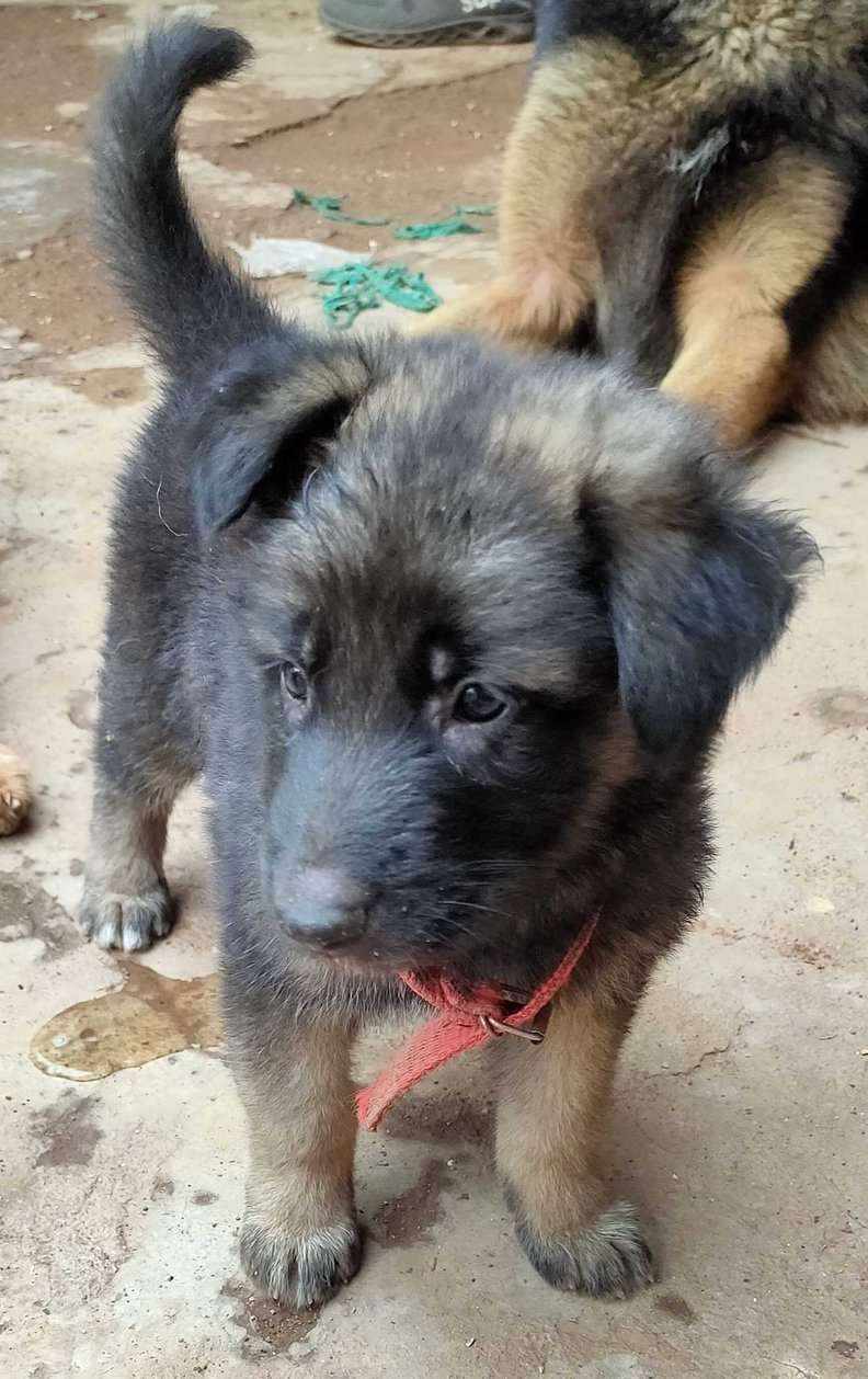 German Shepherd For Sale In Bhilai Nagar