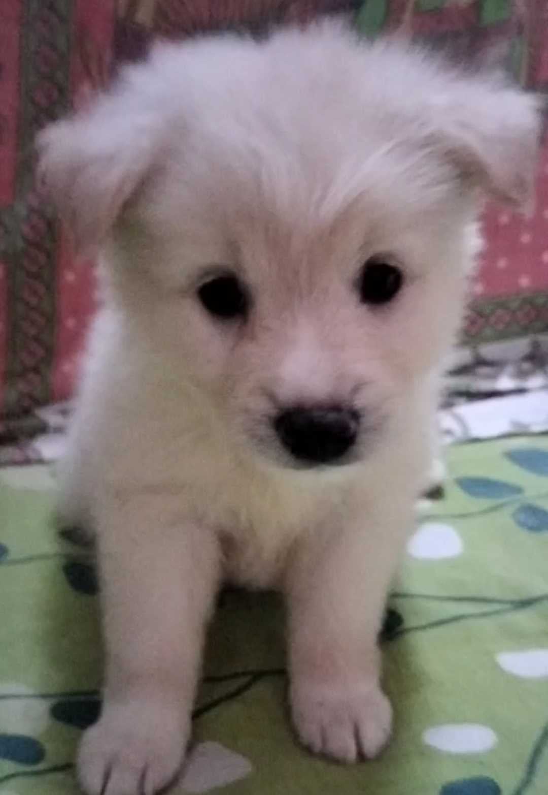 Pomeranian For Sale In Mumbai