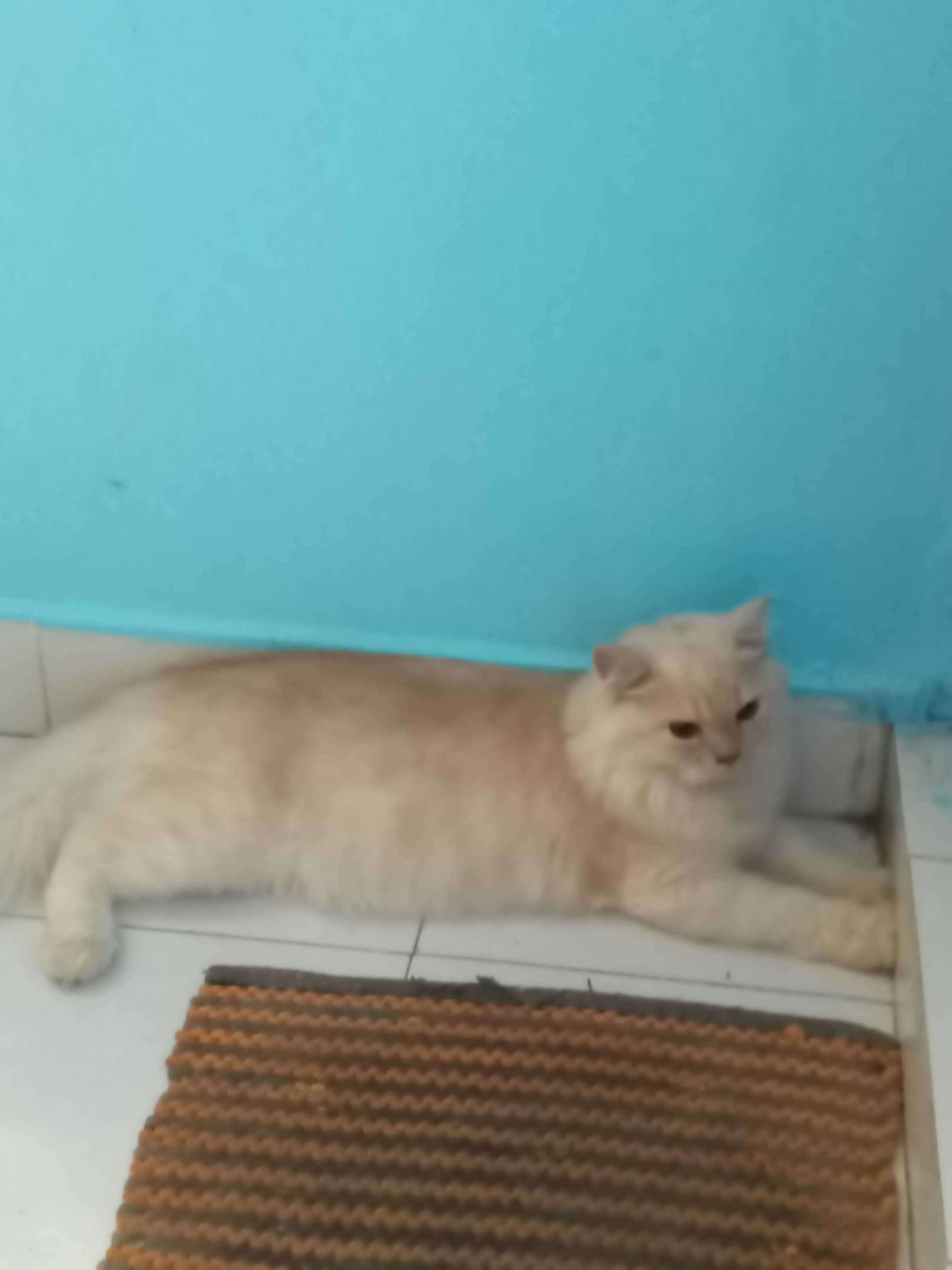 Persian Dogs For  Mating In Chennai